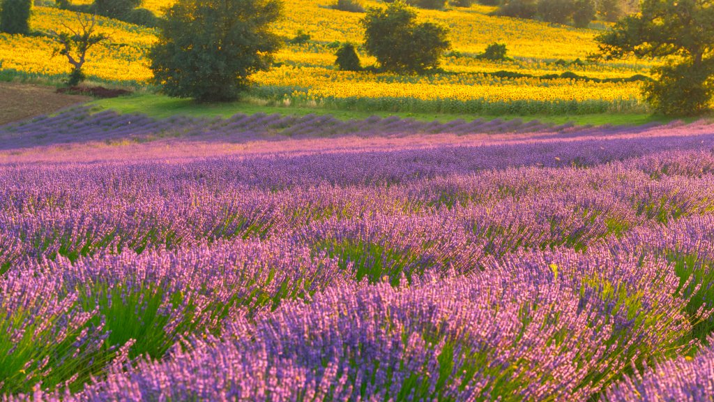 Field of Lavender, Corinaldo, Italy - desktop wallpaper