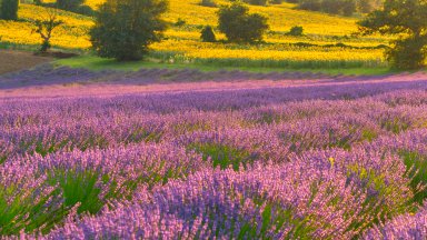 Field of Lavender, Corinaldo, Italy - desktop wallpaper