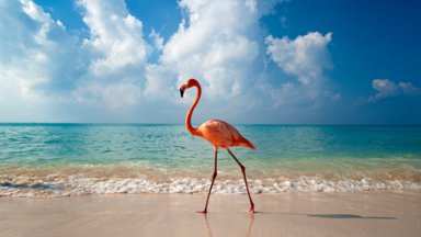 Flamingo, Bayahibe, Dominican Republic - desktop wallpaper