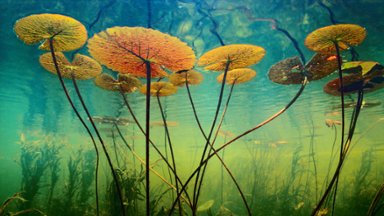 Water Lilies, Okavango Delta, Botswana - desktop wallpaper