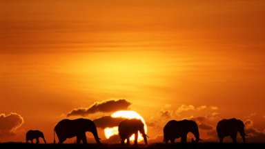 African Elephants, Masai Mara, Kenya - desktop wallpaper