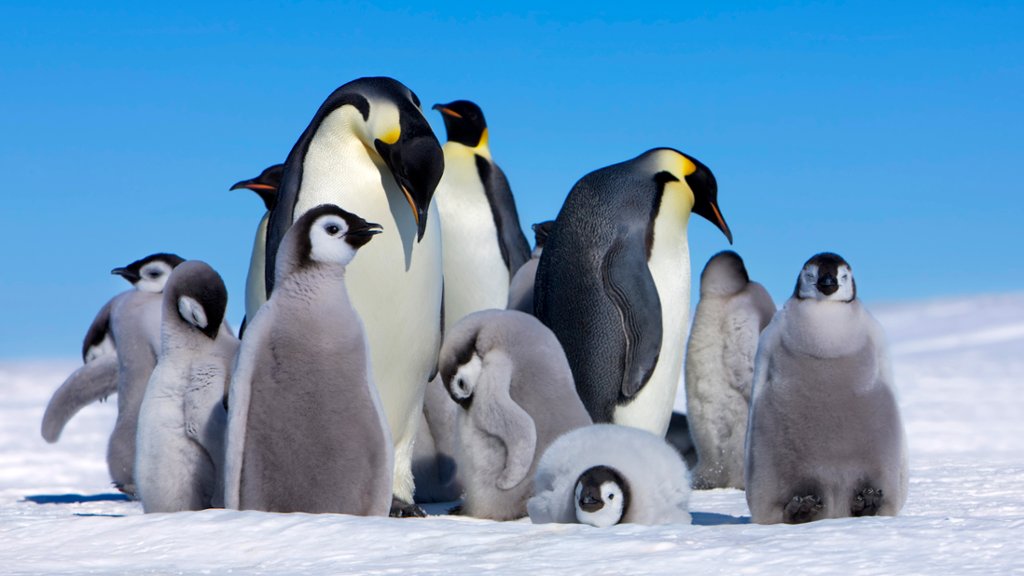 Emperor Penguins and Chicks, Antarctica - desktop wallpaper