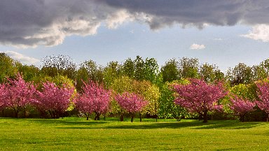 Cherry Trees, Blue Lake Park, Portland, OR - desktop wallpaper