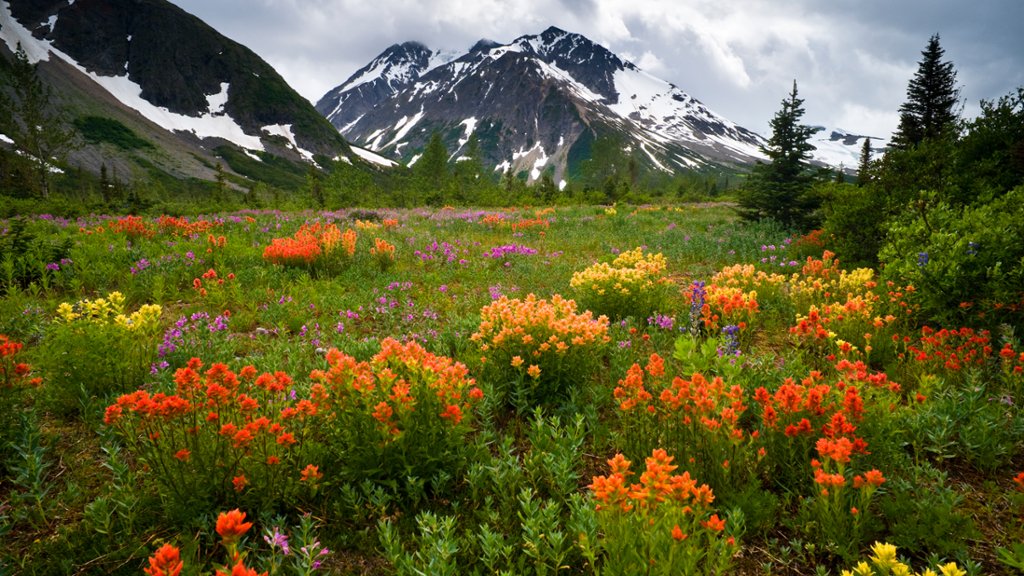 Indian Paintbrush, Tunjony Pass, BC, Canada - desktop wallpaper