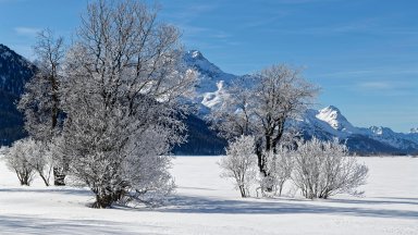 Trees with Hoarfrost on Lake Silvaplaner, Switzerland - desktop wallpaper