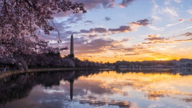 Washington Monument Framed by Cherry Blossoms, DC - desktop wallpaper