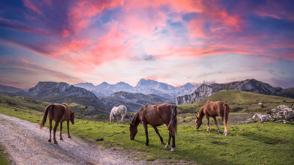 Wild horses on top of Lagos de Covadonga, Asturias, Spain - desktop wallpaper