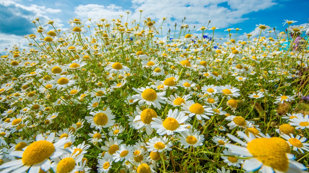 Ox-eye Daisy, Cambridgeshire, England - desktop wallpaper