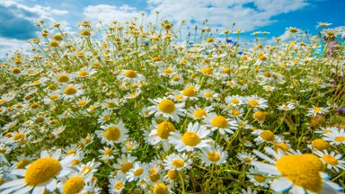 Ox-eye Daisy, Cambridgeshire, England - desktop wallpaper