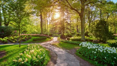 Keukenhof, Botanical Garden, Netherlands - desktop wallpaper