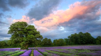 Lavender Field at Sunset, Surrey, England - desktop wallpaper