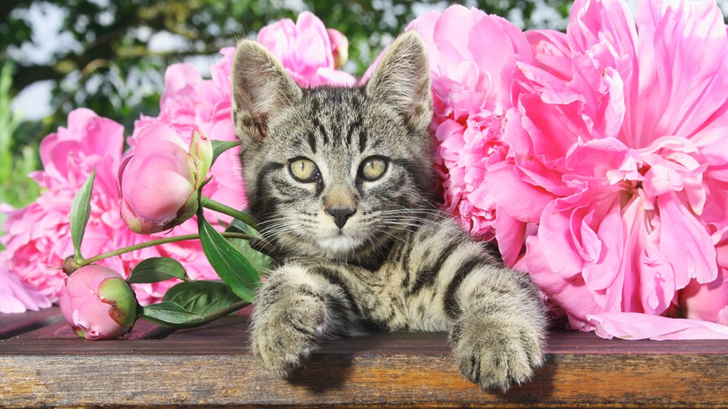 The Pussycat and the Peonies - desktop wallpaper