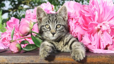 The Pussycat and the Peonies - desktop wallpaper