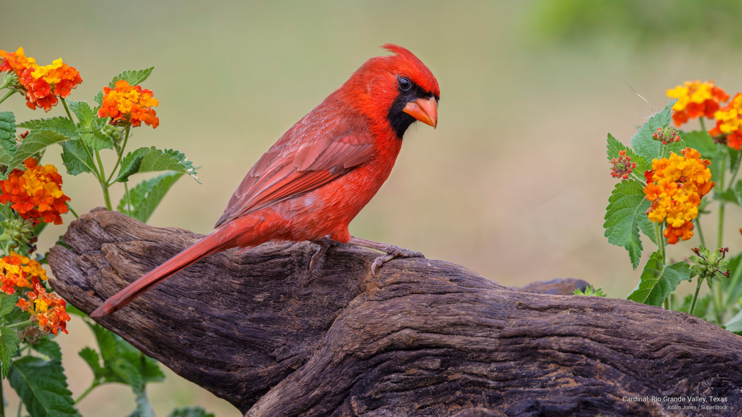 Cardinal Rio 01.06.2026 - 2026 - Free webshots pictures