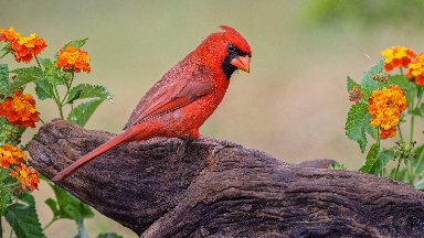 Male Cardinal, Rio Grande Valley, Texas - desktop wallpaper