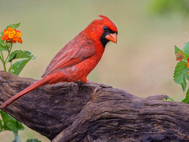 Cardinal Rio 01.06.2026 - 2026 - Free webshots pictures